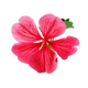 Geranium