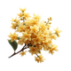 Osmanthus