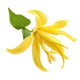 Ylang-Ylang