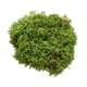 Oakmoss