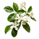 Neroli