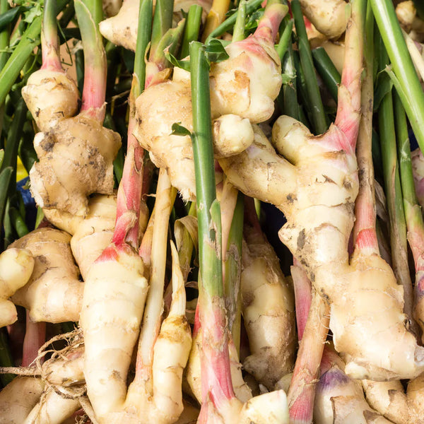 Ingenious Ginger EDP