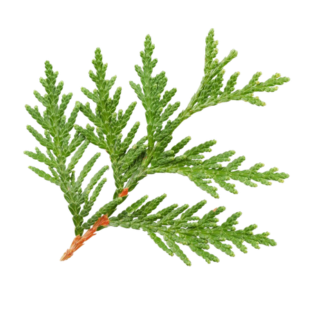 Cypress