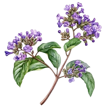 Heliotrope