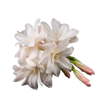 Tuberose