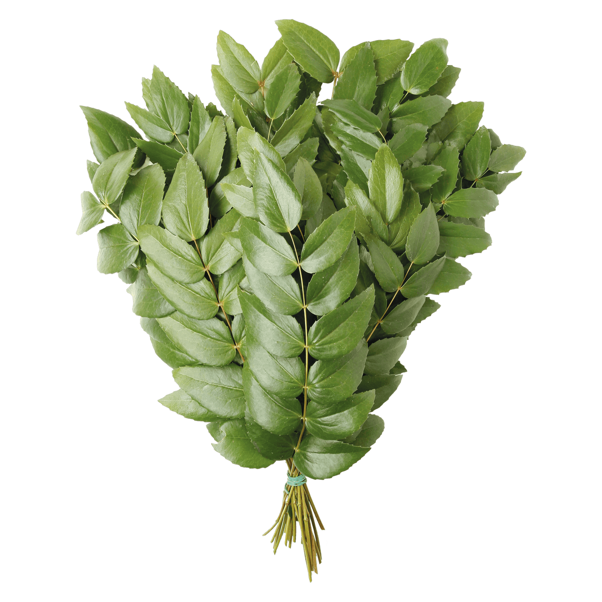 Mahonia