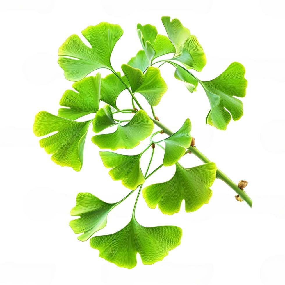 Galbanum