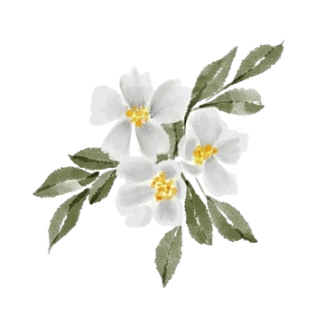 Labdanum
