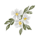 Labdanum