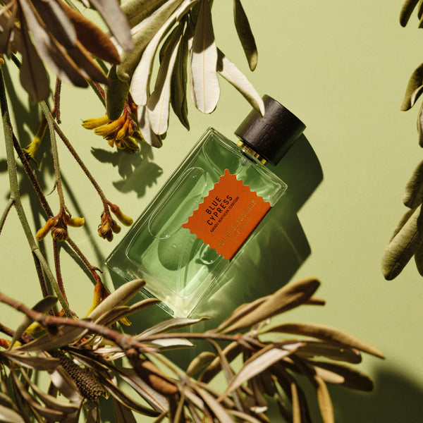 Blue Cypress EDP