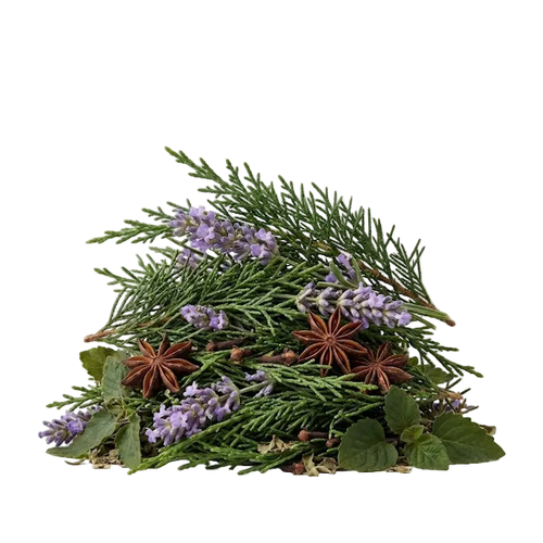 Blue Cypress EDP - Olfactory Notes