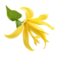 Ylang-Ylang