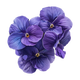 Violet