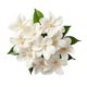 Jasmine