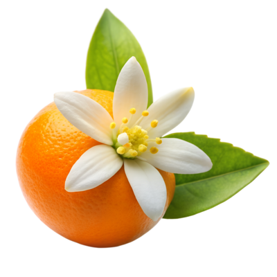 Orange Blossom