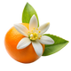Orange Blossom