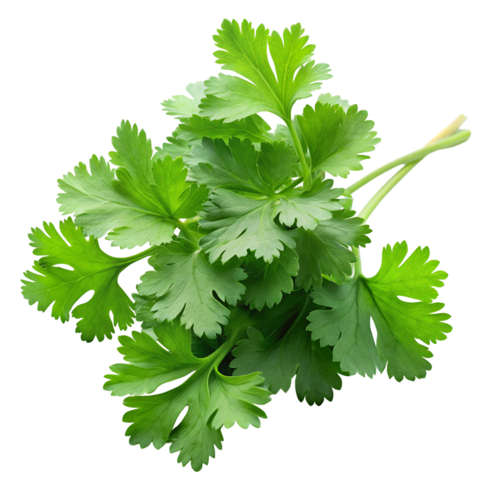 Coriander