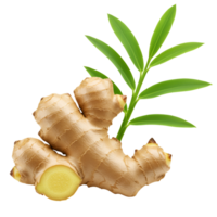 Ginger