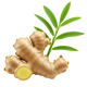 Ginger
