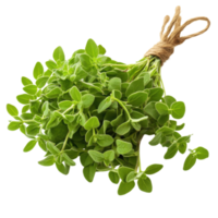 Marjoram
