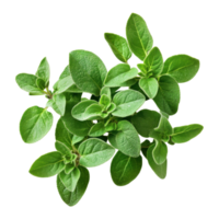 Oregano