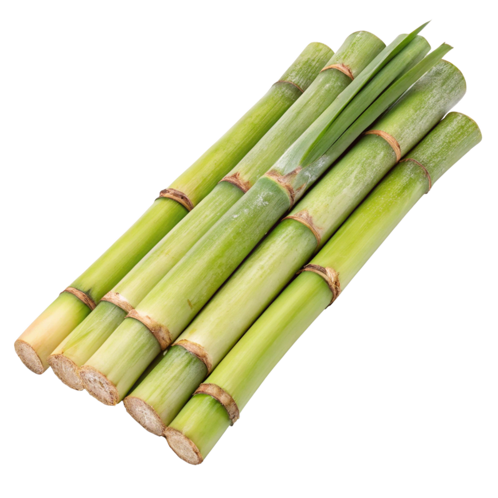 Bamboo