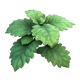 Patchouli