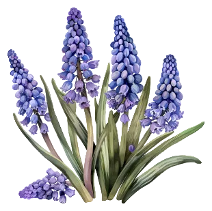 Hyacinth