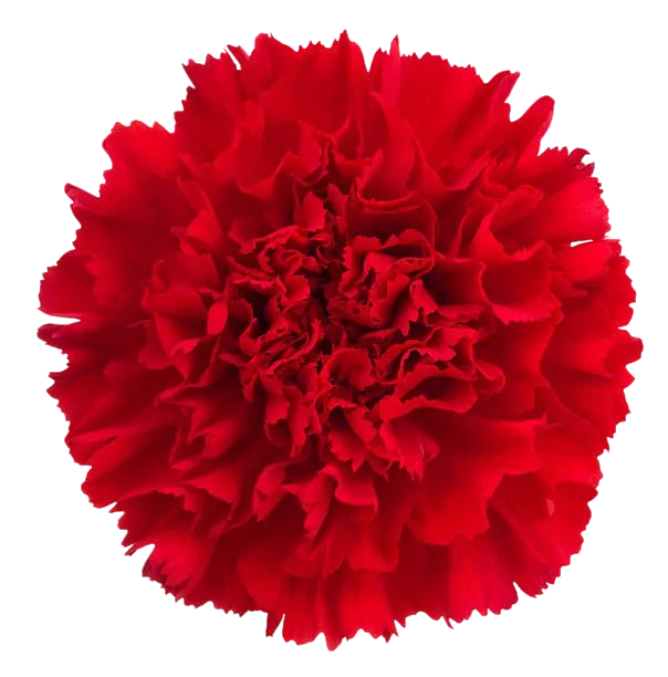 Carnation