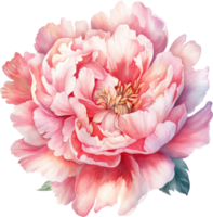 Peony