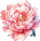 Peony
