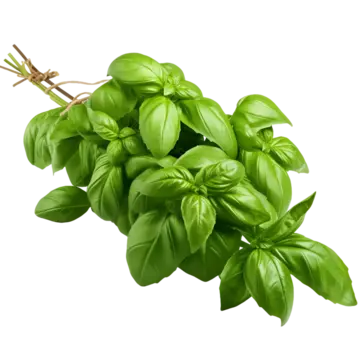 Basil