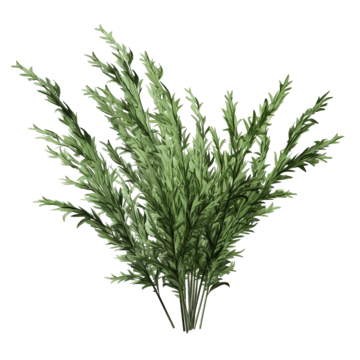 Artemisia