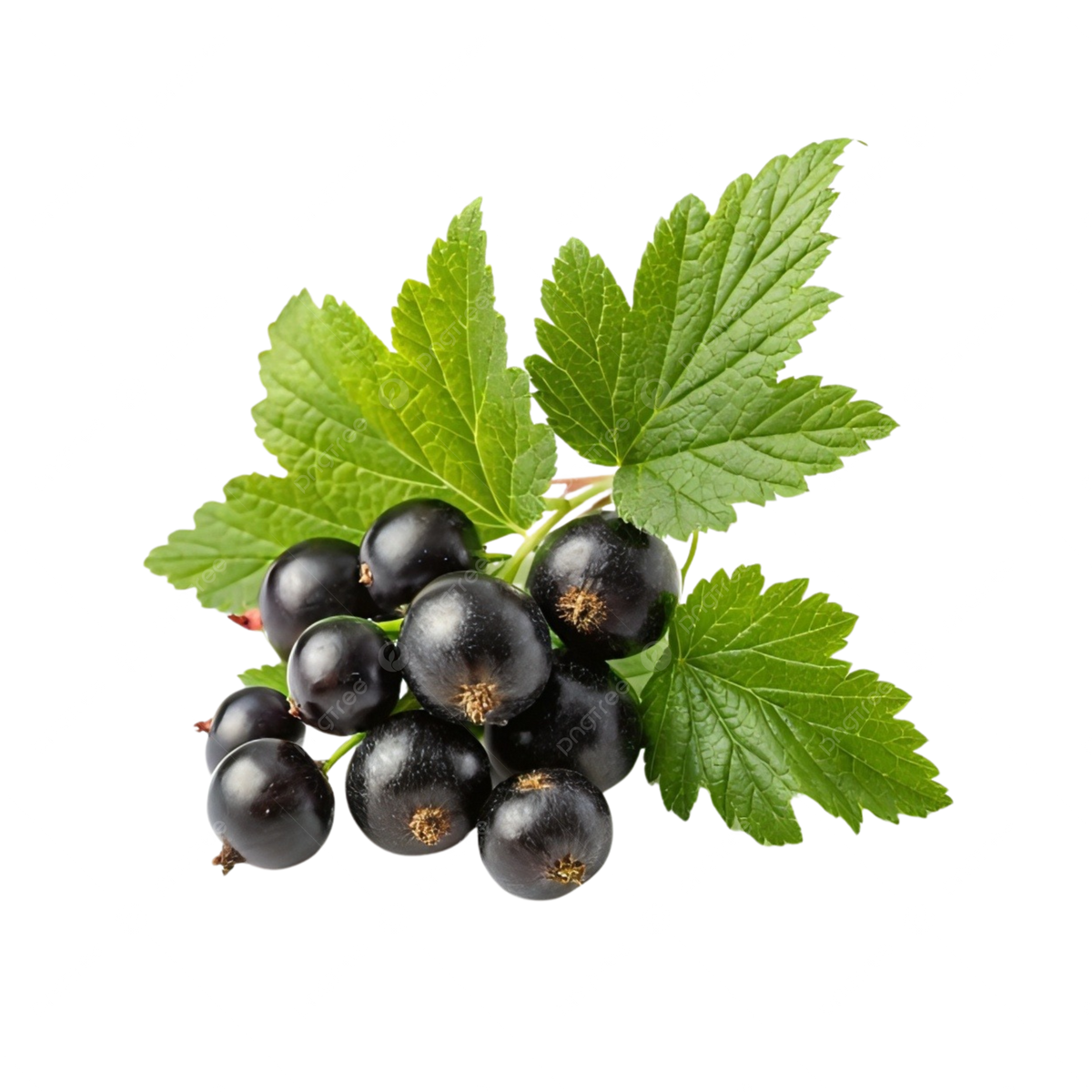 Blackcurrant