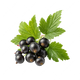 Blackcurrant