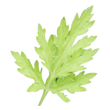 Wormwood