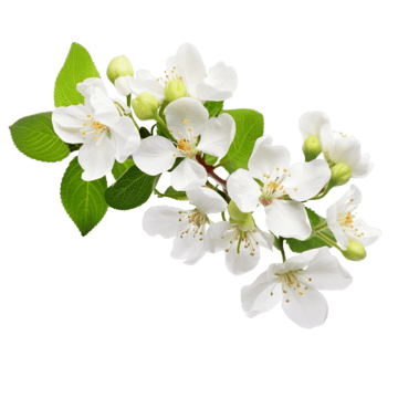 Hedione