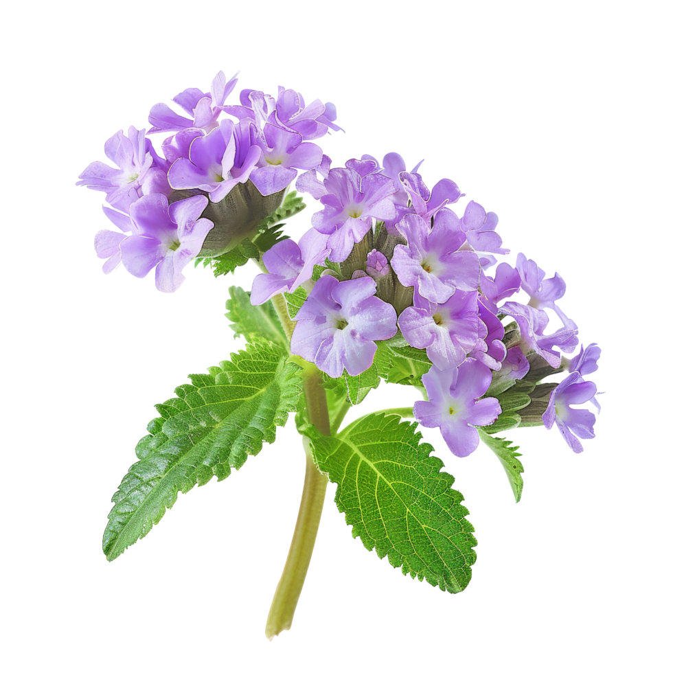 Verbena