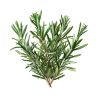 Rosemary